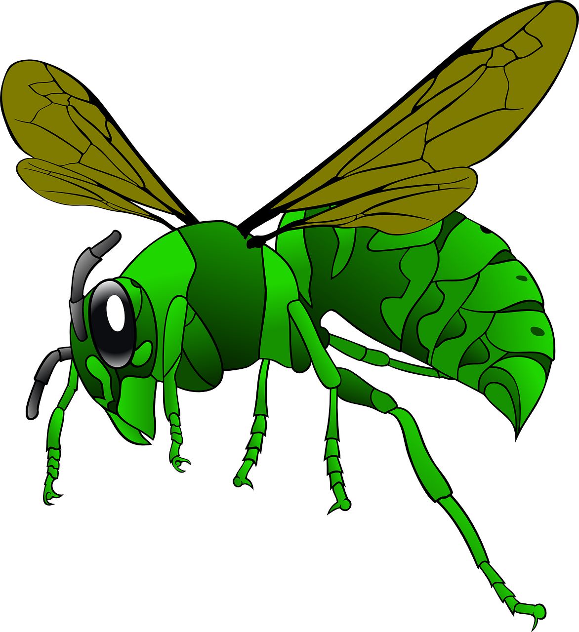 hornet, bee, insect-146377.jpg