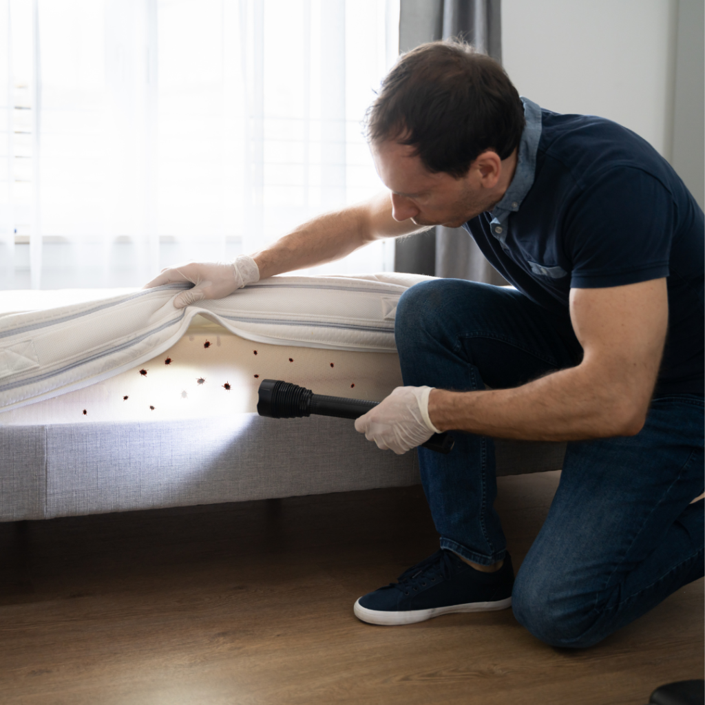 Bed bug exterminator Edmonton