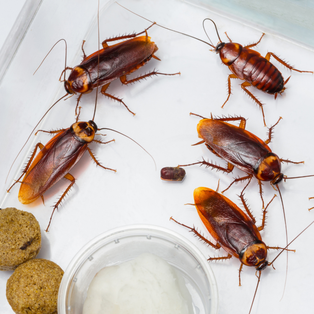cockroach control edmonton