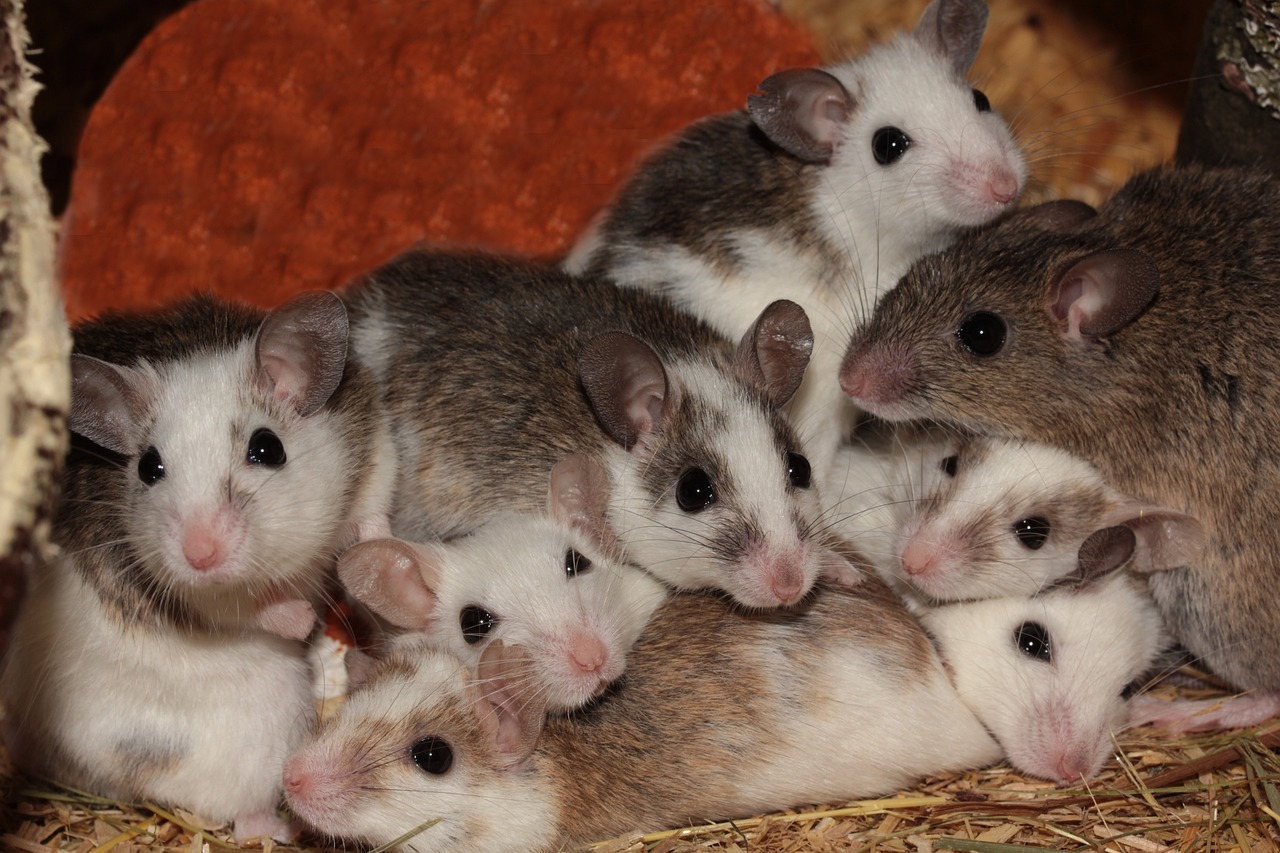 many teat mice, mice, rodent-345805.jpg