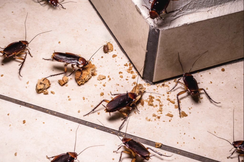 Roach Treatment Edmonton Pestlink