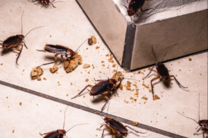 Roach Treatment Edmonton Pestlink