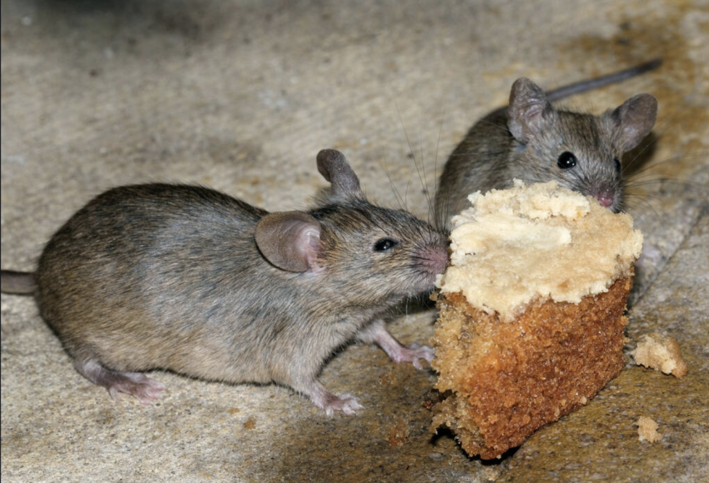 mice-control