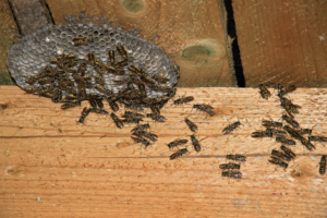 wasps