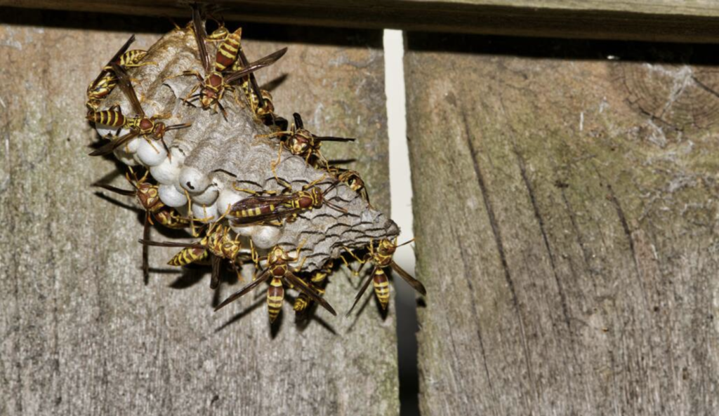 wasps-treatment