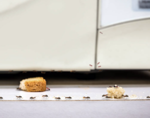 ants-pest-control