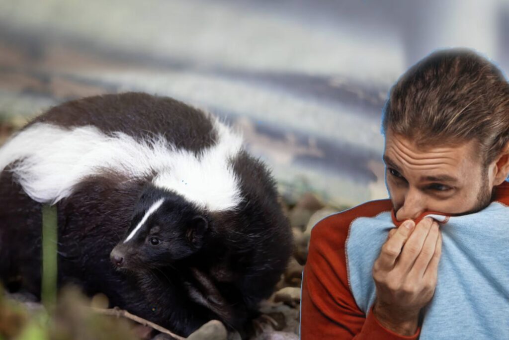 skunk-removal-services