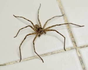 spiders-pest-control