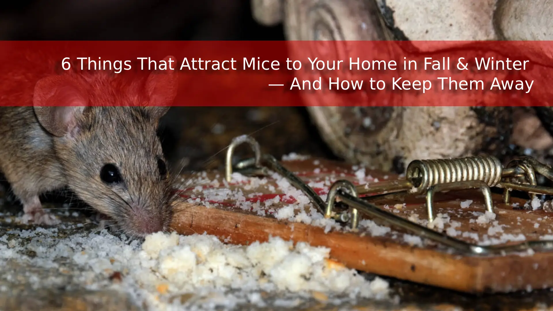 6-things-attract-mice-home-in-winter