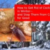 cockroach-control-pest-link-cover