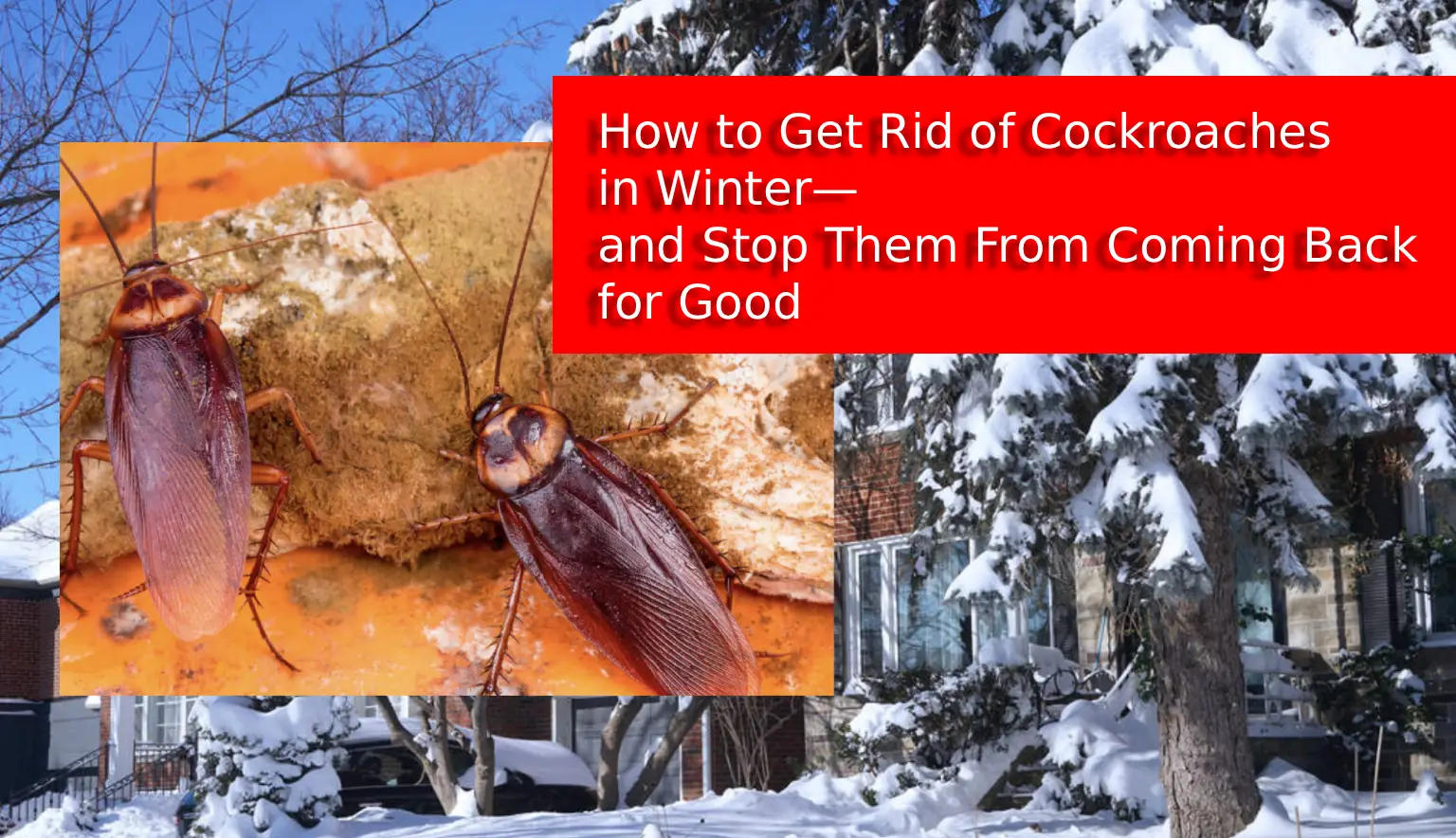 cockroach-control-pest-link-cover