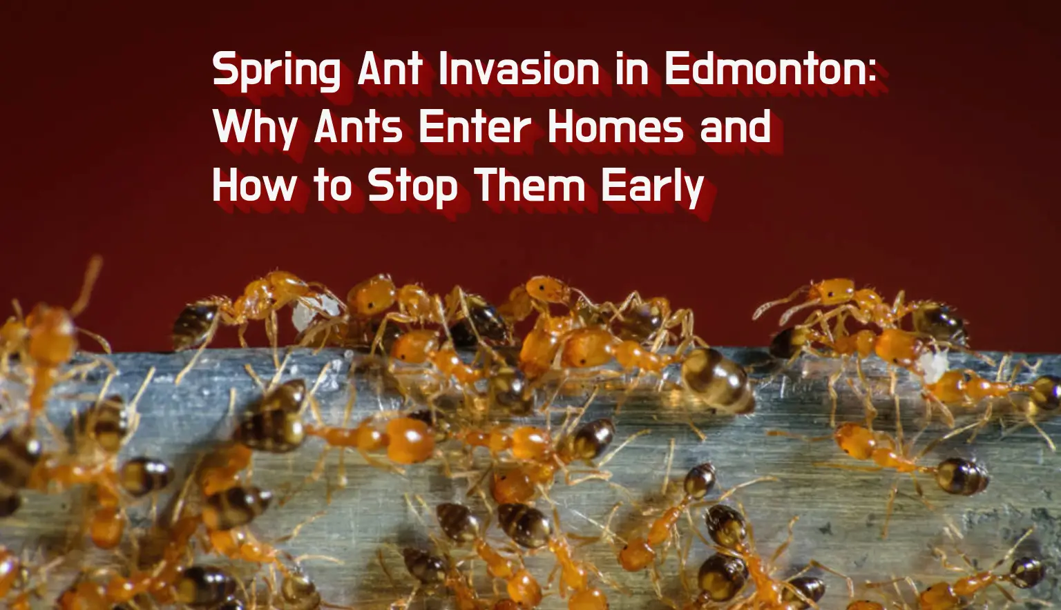 ant-treatment-pest-link