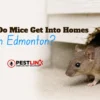 mice-control-pestlink-cover