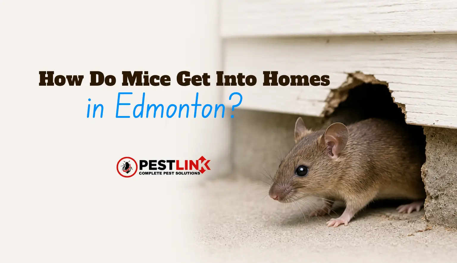mice-control-pestlink-cover