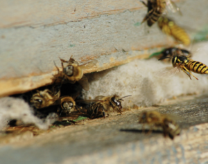 wasps-treatment