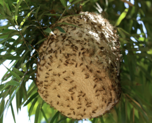 wasps-treatment