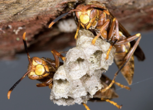 wasps-treatment