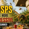 wasps-nest-control-pestlink