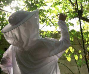 wasps-treatment