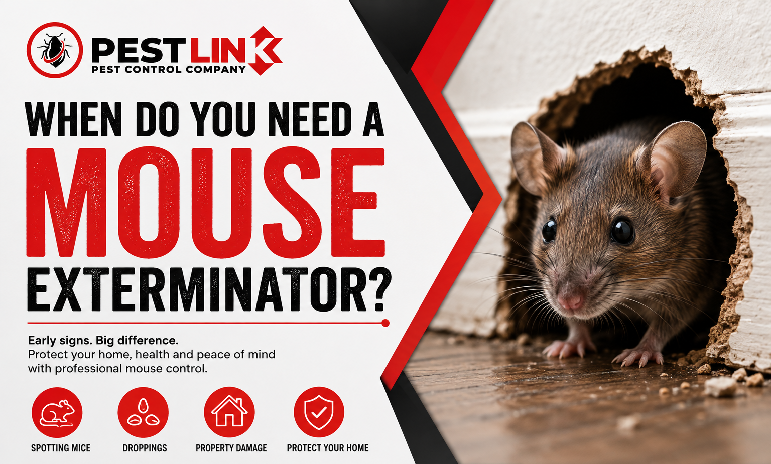 Professional mouse exterminator inspecting a home for signs of mice infestation in Edmonton.