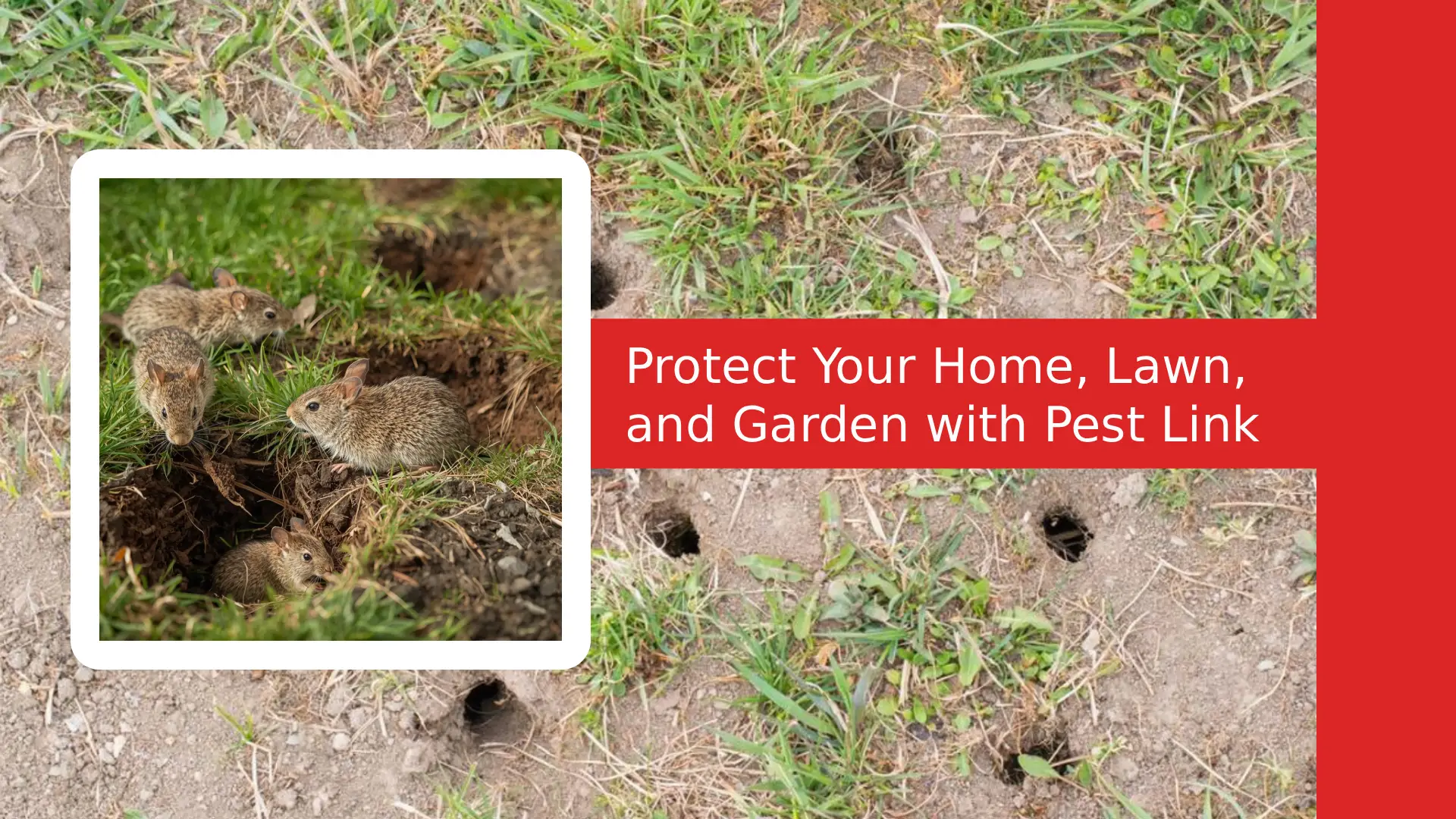 voles-control-fall-winter-pest-link